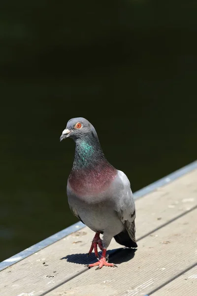 Pigeons in the city botanical park