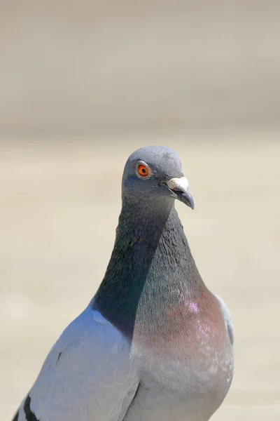 Pigeons in the city botanical park