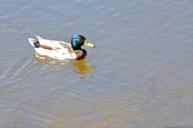 Botanik parkında vahşi ördekler