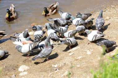Botanik parkındaki göl kıyısında güvercinler.