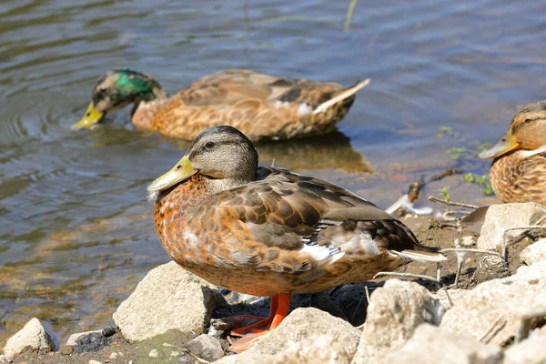 Botanik parkında vahşi ördekler