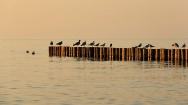 Yaz kuşları Baltık Denizi kıyısında gün batımında
