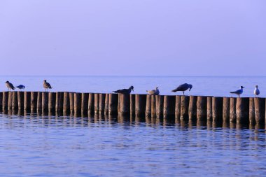 Yaz kuşları Baltık Denizi kıyısında gün batımında