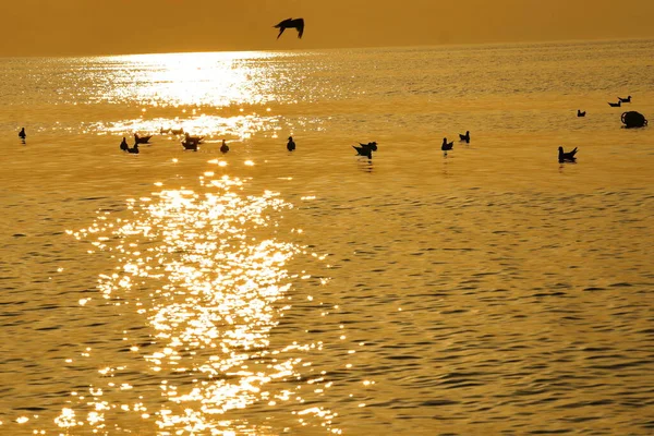 Aves Verano Costa Del Mar Báltico Atardecer — Foto de Stock