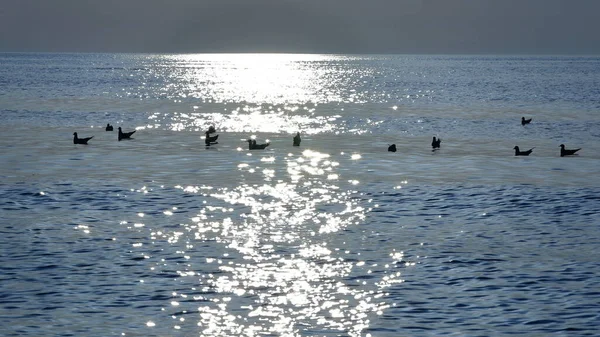 Πουλιά Καλοκαίρι Στις Ακτές Της Βαλτικής Θάλασσας Κατά Ηλιοβασίλεμα — Φωτογραφία Αρχείου