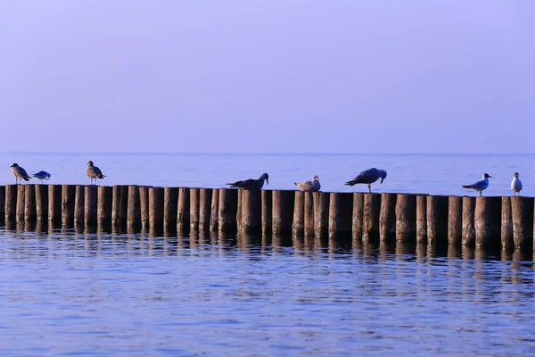 Stock image Birds in summer on the coast of the Baltic Sea at sunset