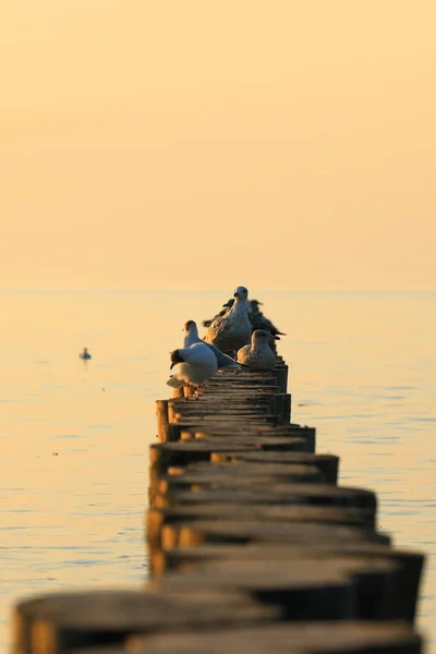 Birds Summer Coast Baltic Sea Sunset — Stock Photo, Image