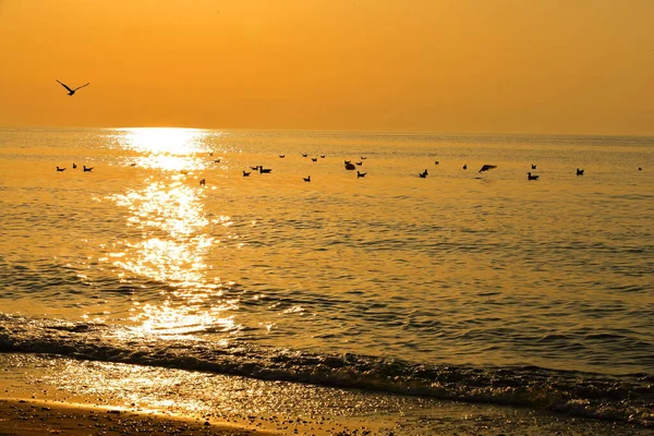 Aves Verano Costa Del Mar Báltico Atardecer — Foto de Stock