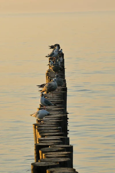 Птицы Летом Побережье Балтийского Моря Закате — стоковое фото