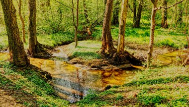 A small river flowing through a suburban forest
