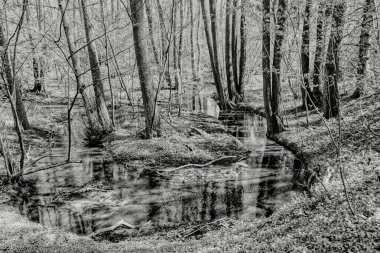 A small river flowing through a suburban forest