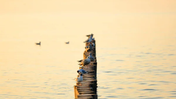 Latem Ptaki Drewnianym Falochronie Nad Morskim Wybrzeżem — Zdjęcie stockowe