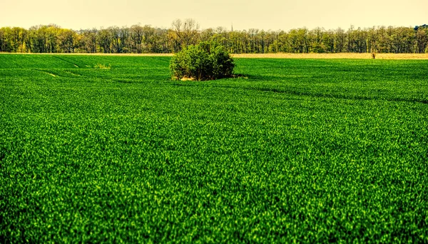 Banliyö Tarım Arazilerinde Olgunlaşan Tahıl — Stok fotoğraf
