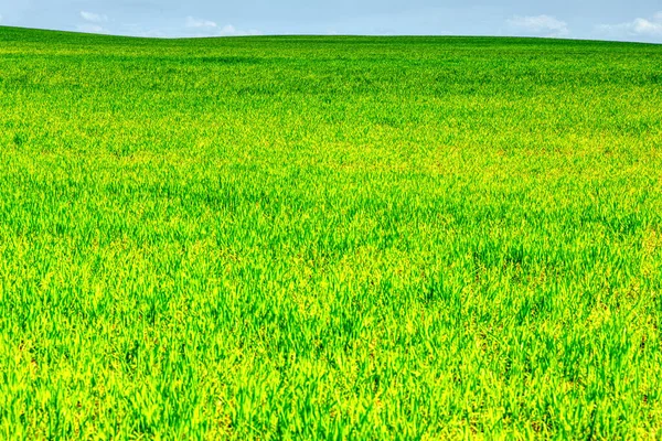 Cereales Maduración Verano Tierras Cultivo Suburbanas — Foto de Stock