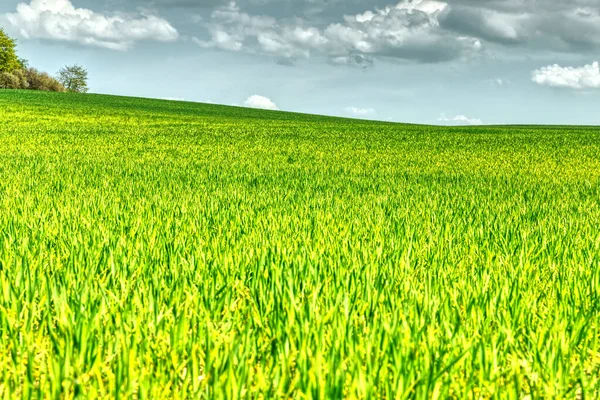 Cereales Maduración Verano Tierras Cultivo Suburbanas — Foto de Stock