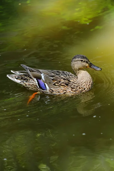 Duck City Botanical Garden Summer — Stock Photo, Image