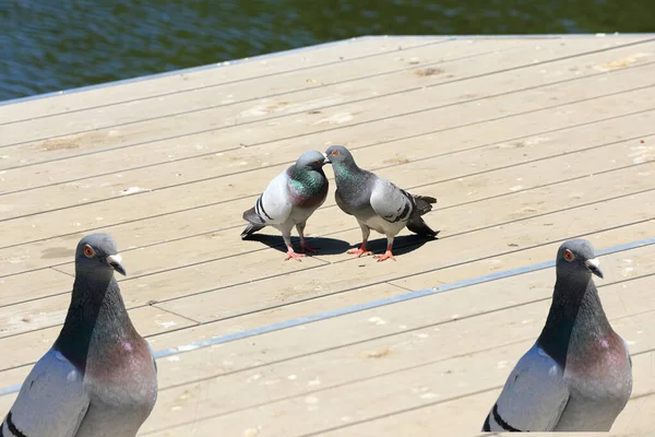 Pigeons Pier City Botanical Garden — Stock Photo, Image
