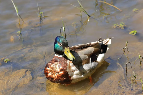 Ördek yazın botanik bahçesinde.