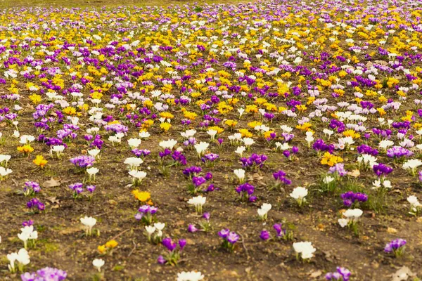 Kentsel botanik bahçesinde yazın açan güzel timsahlar.