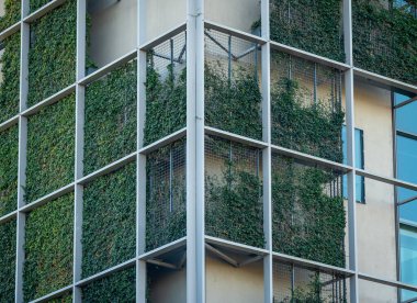 Çağdaş ofis binasının yeşil duvarı, metal şebeke ve dağcı bitkilerini şehir yeşilliği için kullanıyor.