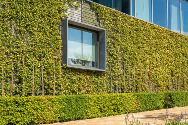 Pencere ve modern sürdürülebilir ofis binası duvarı, duvarda büyüyen dağcı bitkileri, kentsel yeşillendirme örneği