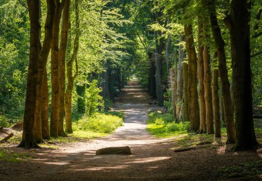 Ede, Gelderland Eyaleti 'ndeki orman yolu. Yerel Hollanda folklorunda De Bloedsteen olarak bilinen eski bir taş.)