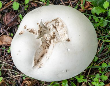 Calvatia dev çay mantarı, yaygın olarak dev tüy yumağı olarak bilinir.