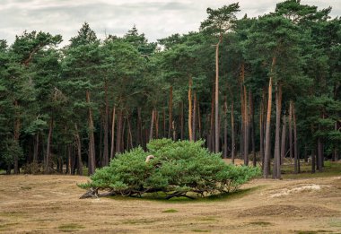 Hollanda, Driebergen-Rijsenburg 'da kozalaklı ormanlar ve kum tepeleriyle Heidestein-Bornia yürüyüş alanı.