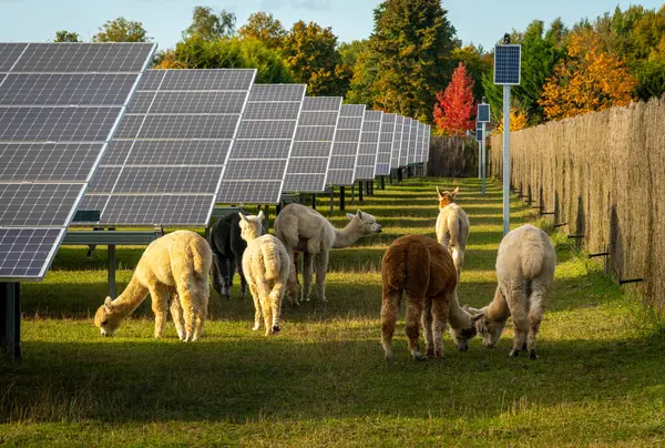 Large solar panel park with animals. Photovoltaic energy and livestock