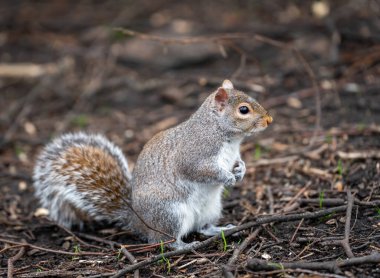 Parktaki gri sincap, sığ alan derinliği