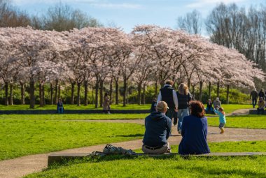 Amsterdam 'ın güney ucundaki Bloesempark' ta dinlenen ve kiraz ağaçlarına hayran turistler