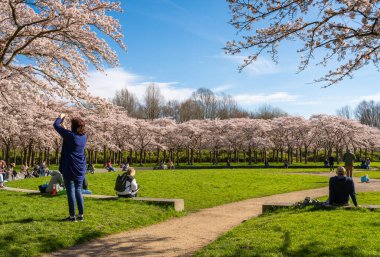 Amstelveen, Hollanda, 14.03.2024, Amsterdam 'ın güney ucundaki Bloesempark' ta Japon kiraz ağaçlarına hayran turistler