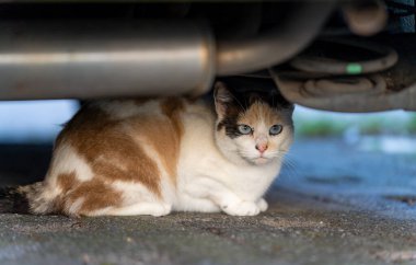 Bir arabanın altında saklanan sokak kedisi, araçla ilgili hayvan yaralanmaları ve ölümün kavramsal fotoğrafı.