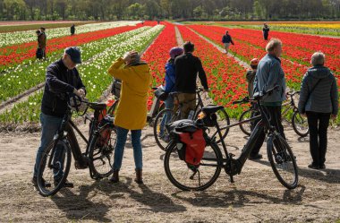 Lisse, Hollanda, 10.04.2024, Hollanda 'nın ünlü lale tarlalarında bisikletli turistler