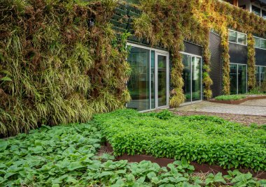 Yeşil duvarlı modern ofis binasının ayrıntıları. Şehirleri daha yeşil ve daha çevre dostu yapıyor.