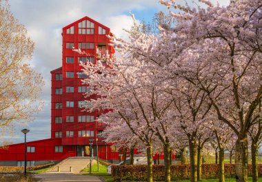 Almere şehri, Regenboogbuurt mahallesinde çiçek açan kiraz ağaçları. 
