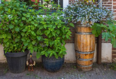 Yağmur suyu hasadı için ahşap yağmur fıçısı ve Hollanda 'daki evin önünde saksı bitkileri.