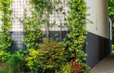 Trellis 'teki Tırmanma Tesisleri, Şehir Yeşilliği ve Dikey Bahçe Konsepti ile Modern Apartmanın Yeşil Cephesi