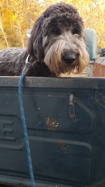 黄金の紅葉の背景を持つ古いピックアップトラックの後ろに黒いドア犬 — ストック写真