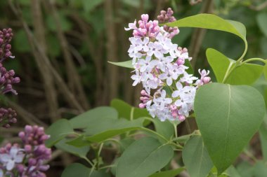 The common lilac, (Syringa vulgaris), horizontal view. of colorful and fragant blooms.