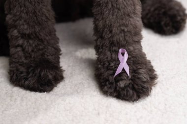 Cancer awareness ribbon on a black furry paw to show support for veterinary medicine cancers. 