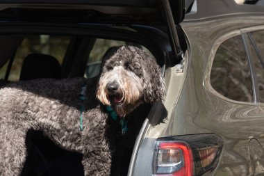 Gülümseyen, siyah-gri, kıvırcık saçlı yeşil bir arabanın arkasındaki köpeğe yakın plan..