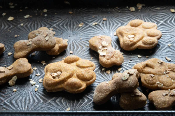 Freshly Baked Dog Treats.  A close-up of freshly baked bone and paw shaped dog treats made with oats and sweet potato for a healthy, delicious snack.