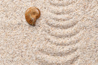 Kumda taşlaşmış Nautilus kabuğu. Bir notilus kabuğu, gücün sembolü, kopya uzayı olan bir kum arka planında..