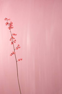 Pembe arka planda minik mercan çanları çiçekleri. En küçük arkaplan.