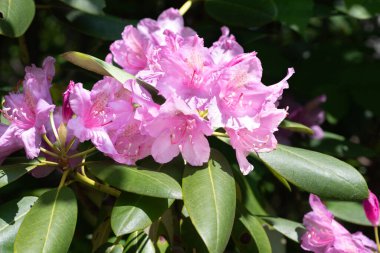 Pembe, çan şeklinde Catawba rhododendron çalısı çiçekleri..