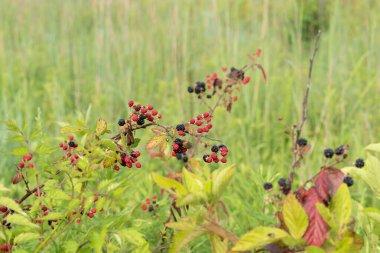 Yaz sabahı güneşi altında böğürtlen çalısı.