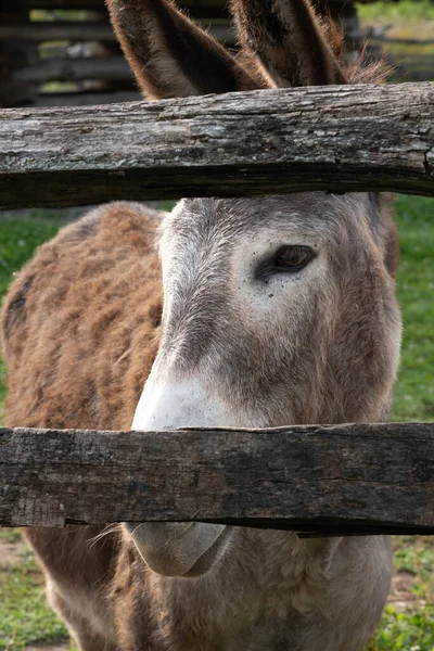 Brown Donkey Peeking Split Rail Fence Peek Boo Donkey — Stock Photo, Image
