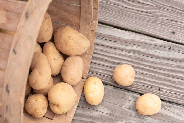 Colheita Batata Jardim Batatas Recém Cavadas Uma Cesta Alqueire Batatas — Fotografia de Stock