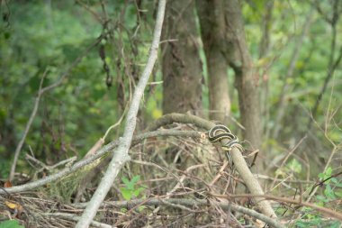 Thamnophis sirtalis. Doğu Jartiyeri yılanı bir ağaç dalının etrafına kıvrılmış çalıların arasında.